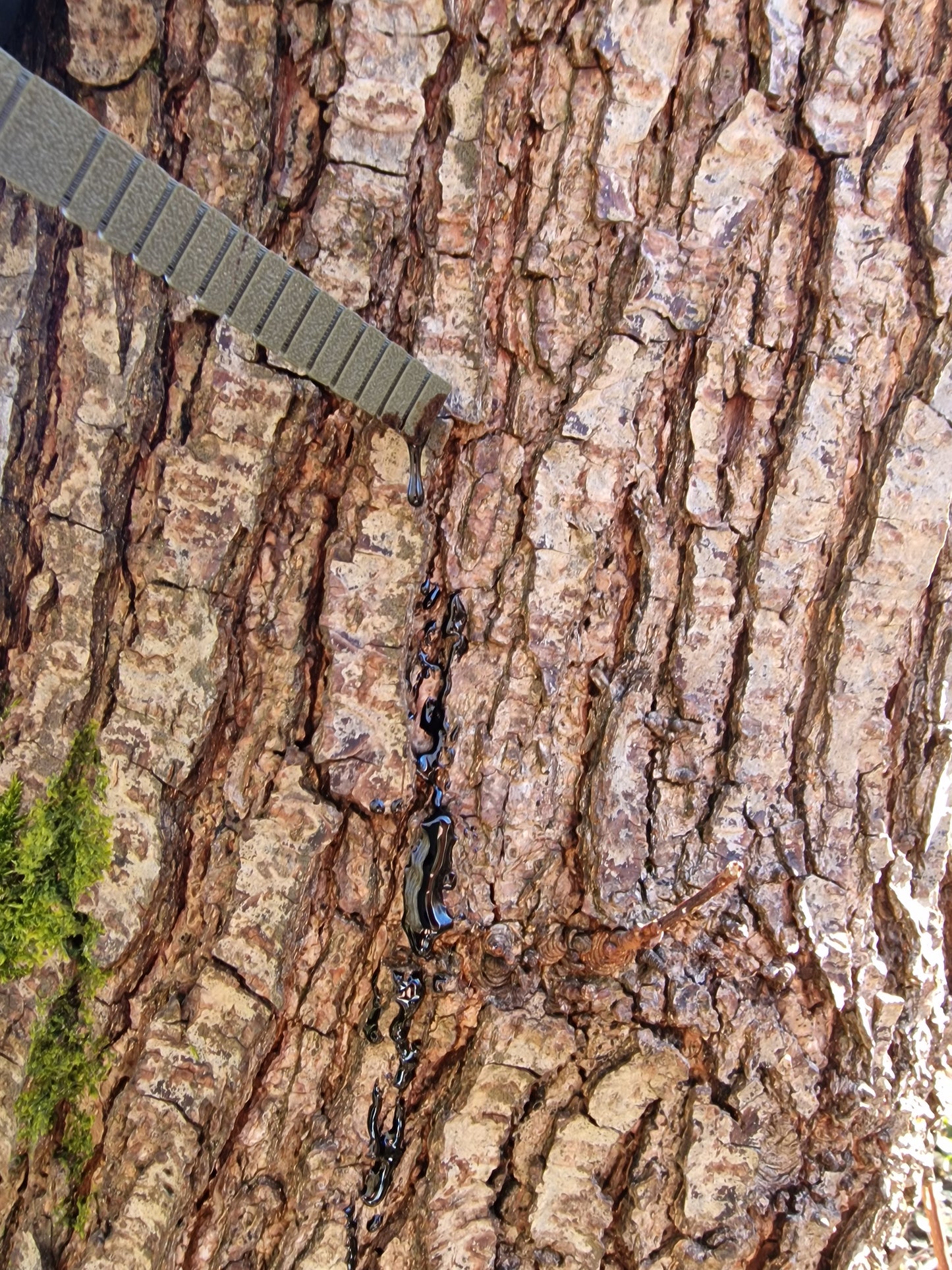 Revierhelfer - Teerspender